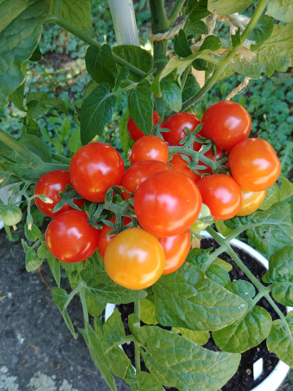 Minibel paradajz