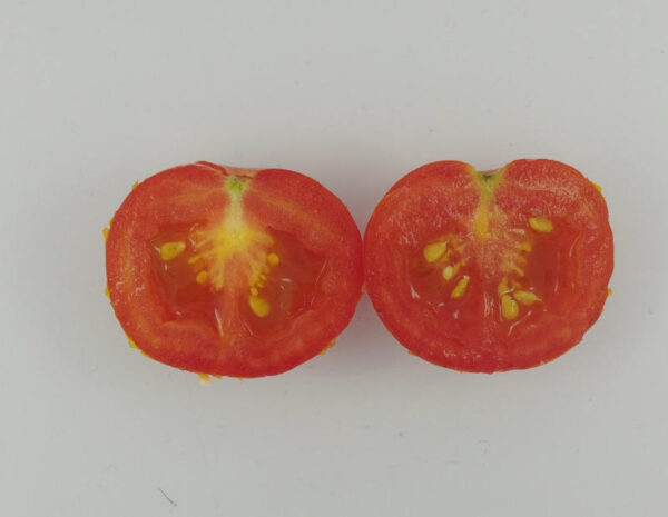 minibel paradajz seme