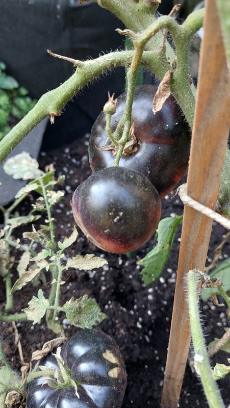 black beauty paradajz