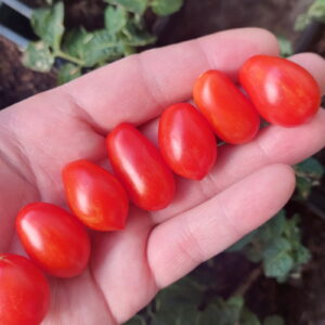 Seme mikro paradajza Laura 5
