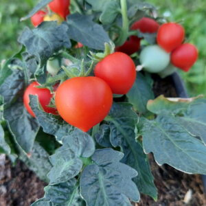 Seme mikro paradajza Nina Neutron