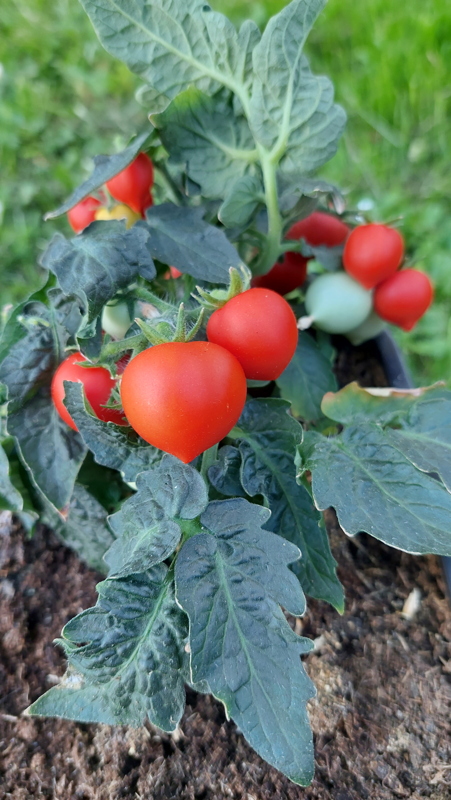 Seme mikro paradajza Nina Neutron