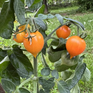 lil peeps mikro paradajz