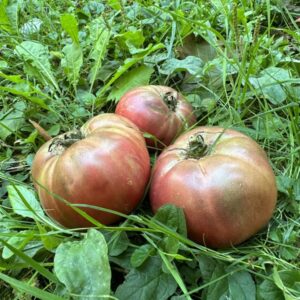Cherokee purple paradajz