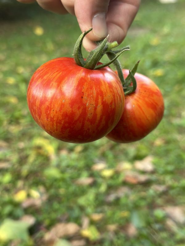 RED ZEBRA paradajz